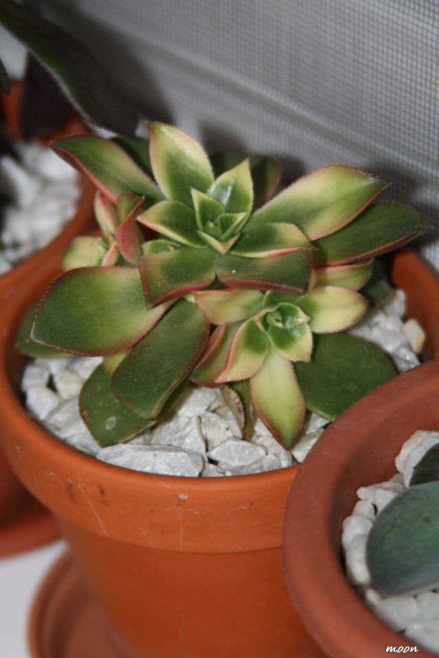 Aeonium Kiwi